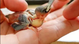 What to feed a baby BIRD | Homemade hand feeding formula recipe 