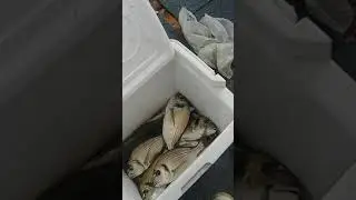 Balık avlak yerleri İZMİR