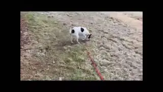 Sammie