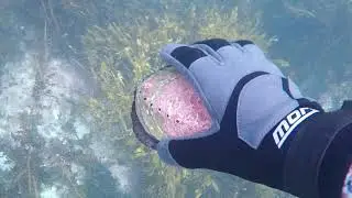 DIVING NEW ZEALAND-Wellington Dive