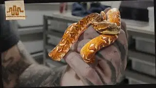 CRAZY LOCAL SNAKE COLLECTION [Jonathan Stapas]
