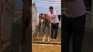😍😍🐴 #horse #funnyanimal #humor #equestrian #funnyhorse #funny #funnypet #automobile #animalsounds