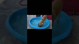 Cooper playing with his basketball in kiddie pool.