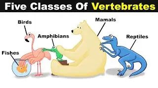 Five Classes Of Vertebrate Animals | Fish,Birds,Reptiles,Amphibians And Mammals (Urdu/Hindi)