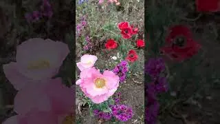 Wild flowers