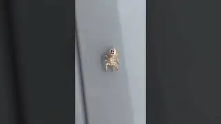 A cute and tiny #spider in my Balcony . He was so cute and kept on look at me 😀🥰#spidey #spider