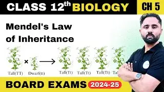 Class 12 Biology Chapter 5 | Mendel's Law of inheritance - NCERT/AHSEC