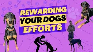 Go from NO MANNERS to MANNERS with your Doberman