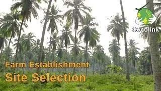 Coconut Farm Establishment (Part 1/4)