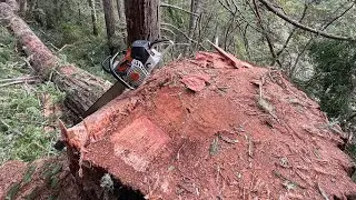 Raw footage of a big redwood being cut on a cliff.