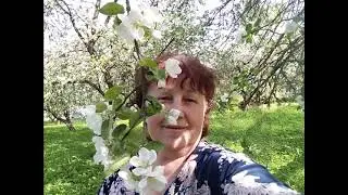 Яблоневый сад из окна палаты