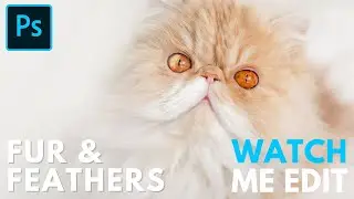 The Fur & Feathers Collection Photoshop Actions - Cat Edit