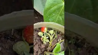 #strawberry #shorts #fruit
