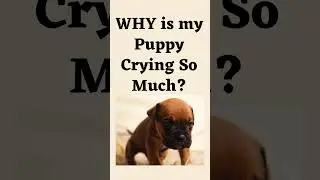 Why is My Puppy Crying So Much? #puppycrying #puppytrainingshorts #puppytrainingtips #puppycare