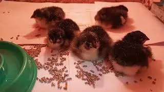 Новорожденные мараны)