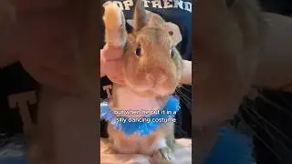 A neat-freak rabbit #animals #love #shorts