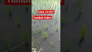 PADI USIA 10 HST SUDAH BERANAK DAN SUBUR