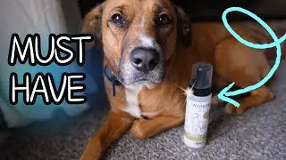 WHY You Need Waterless Shampoo for Your DOG