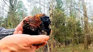 Chaga Pilz ernten und einen köstlichen Tee Zubereiten