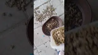 Feeding the Cats - July 16th, 2021