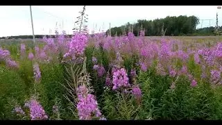 07 Иван чай (Кипрей) сбор, ферментация, сушка