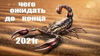 Скорпион.🦂Что ждёт до конца 2021г. Основные сферы жизни.Таро прогноз для скорпионов.