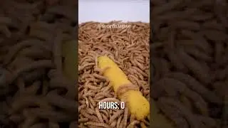 10 000 Mealworms vs. Mozzarella Stick