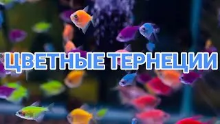 ЦВЕТНЫЕ ТЕРНЕЦИИ. СОДЕРЖАНИЕ И РАЗВЕДЕНИЕ