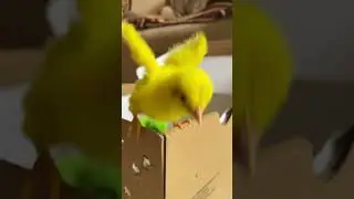 Baby Chicks Jumping out #shorts for Small Baby Kids - #chicks #baby