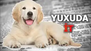 Yuxuda Evdə İt Görmək - Yuxuda it görmək - Yuxuda it dişləməsi