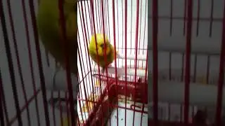 Сматрите папугайчика пагоду и ацените