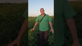 The latest SUR sunflower planting. 07/20/20