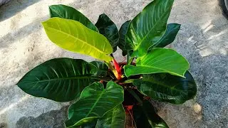 Propagating GIANT MOONLIGHT Philodendron