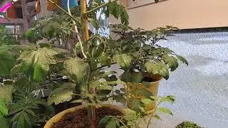 10 кустов томатов из 1 семечки! Чем проще выращиваем рассаду томатов, тем лучше результат!!!