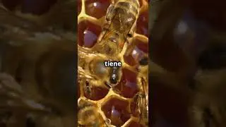 Secretos de la Colmena 1ra parte  Descubre el Fascinante el mundo de las abejas
