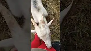 Сінце