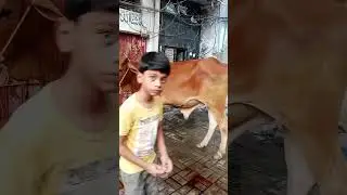 #shorts | #shortsfeed | #shortvideo | Qurbani Kay Janwar | Beautiful Qurbani Janwar