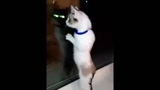Кот боксер!!!