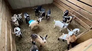 Blue Cactus Dairy goats shoutout, education, respect, humility | you inspire us every day, thank you