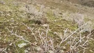 Шикори кабг охота на Кеклик