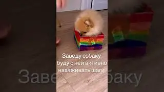 Шпиц #шпиц #шпицуля #собаки #собака #пёс #кузя