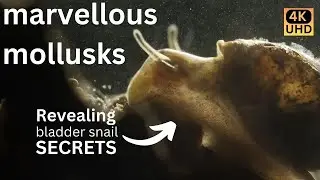 Graceful Gastropods - a micro documentary
