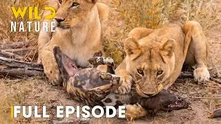 Battle for the Pride (FULL EPISODE) | Rivals of Botswana | Animal documentary