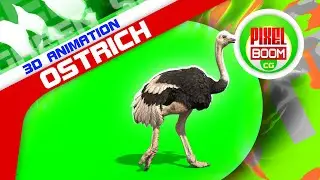 Green Screen Ostrich Animal 3D Animation PixelBoomCG