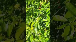 Краснодар//дача//вишня//3.06.2023
