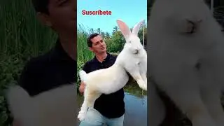 El conejo más grande del mundo #reels #viral