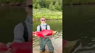 🐟🩸Шокирующий финал лосося