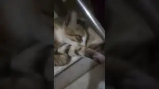 a pragnent cat was sleeping