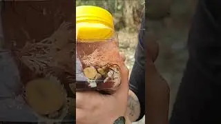 Gastropoda, Litoral de Santa Catarina - Oceanos.