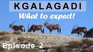 KGALAGADI 2023 Episode 2 - Are there still animals? Watch till the end to see my take on the animals